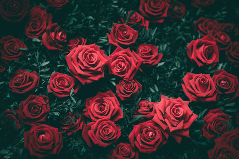 3 Ways to Use Rose Petals Like a Goddess