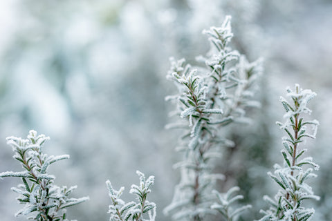 An Herbal Guide to Cool Winter Nights